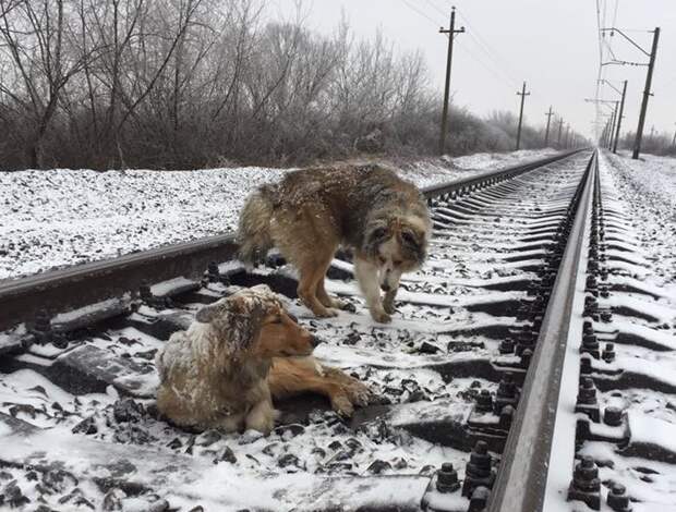 Пёс двое суток не бросал раненую подругу на железнодорожных путях добро, животные, собаки