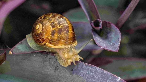 Кефирная ловушка: простой способ избавиться от слизней