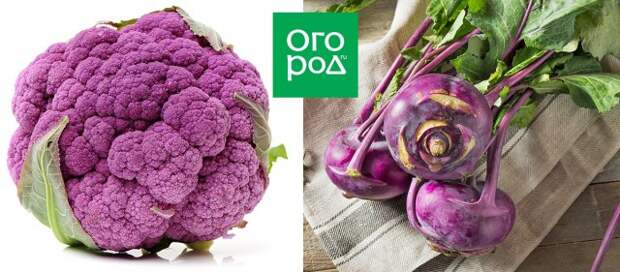 фиолетовые овощи на грядке
