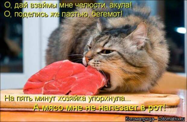 Лучшая котоматрица недели (35 фото)