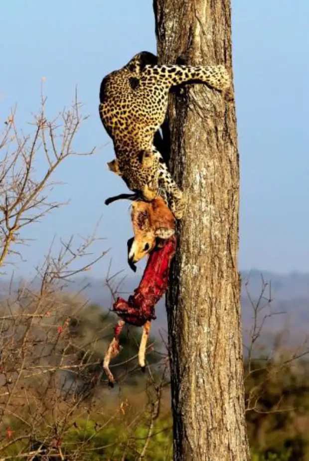 :        15 - BigPicture.ru