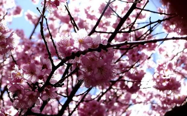 Cherry Blossom