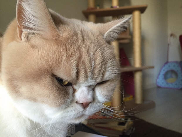 Без кота и жизнь не та
