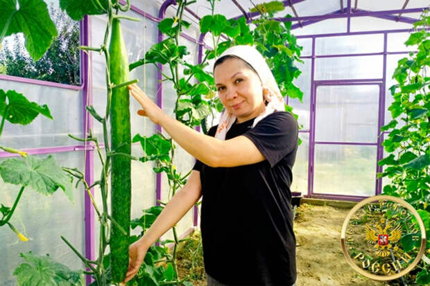 Самый длинный огурец в России вырастили в Татарстане