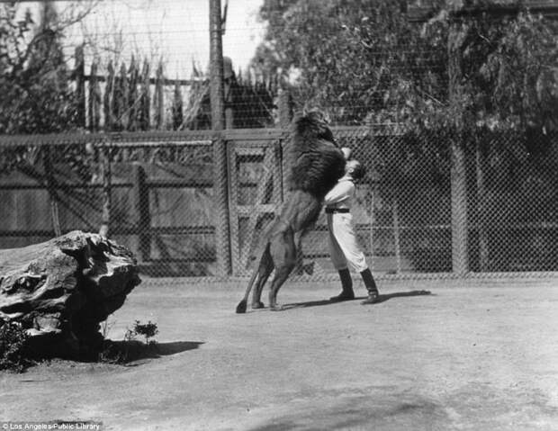 Знаменитая "голливудская львиная ферма": архивные фотографии 1925 - 1942 гг архивные снимки, архивные фото, дрессированные, дрессировщик, лев, львы, сша