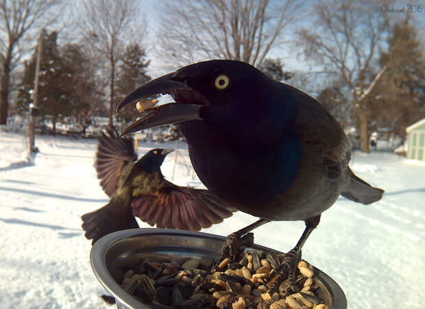 Bird Feeder Photography