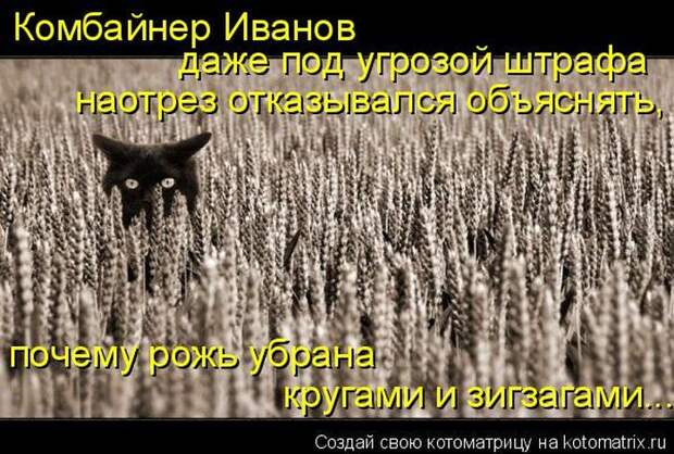 Лучшие котоматрицы недели (50 фото)