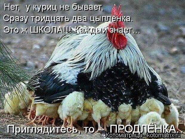 Котоматрица: Нет,  у куриц не бывает, Сразу тридцать два цыплёнка. Это ж ШКОЛА!!! Каждый знает… Приглядитесь, то –  ПРОДЛЁНКА…