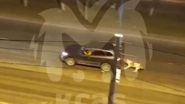 Женщина привязала собаку к машине и протащила по дороге в Красноярске