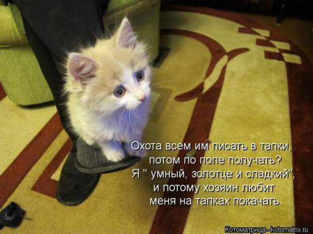 Лучшая котоматрица недели (35 фото)