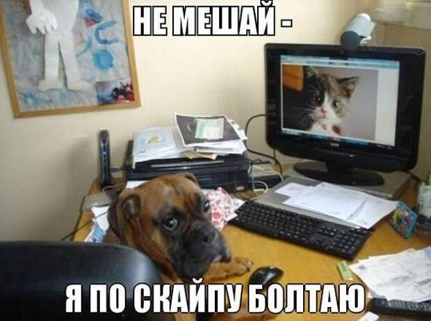 прикол, животные собаки