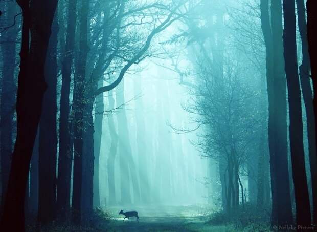 Осенние фотопейзажи Неллеке Питерс (Nelleke Pieters)