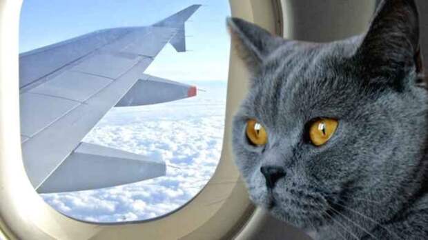 Боевые коты и кошки война, история, котики