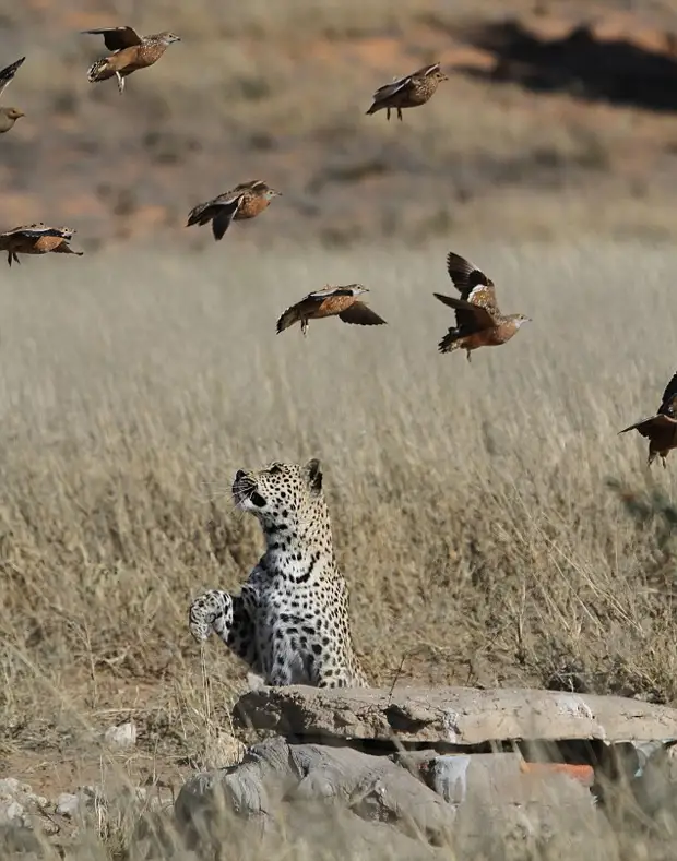 :     2 - BigPicture.ru