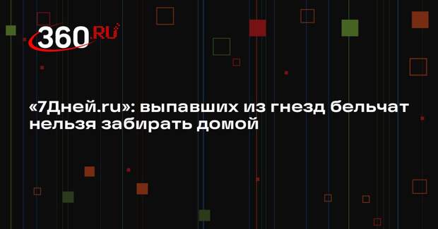 «7Дней.ru»: выпавших из гнезд бельчат нельзя забирать домой