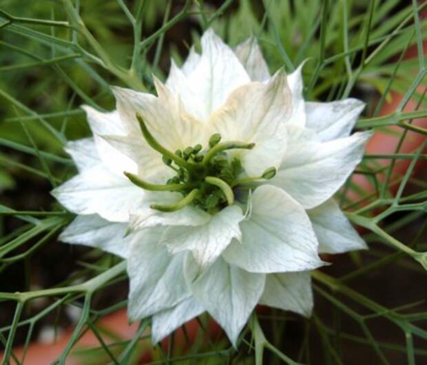 4216969_nigella (400x342, 74Kb)