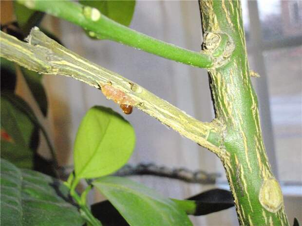 Цитрусовые комнатные растения: защита от болезней и вредителей