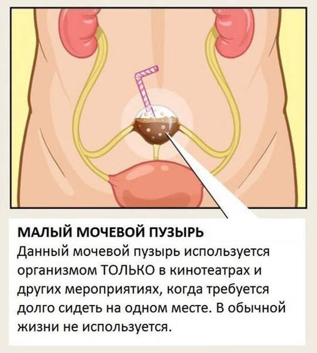 Органы, о существовании которых вы не знали.
