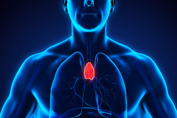 Nature: здоровая вилочковая железа снижает риск рака и болезней сердца