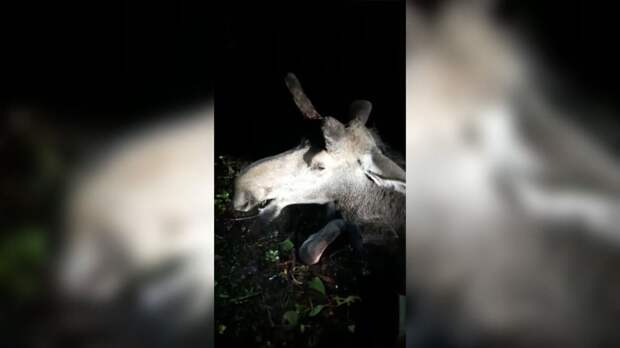 Спасатели поймали лося, который вышел на пляж Сестрорецка. ФАН-ТВ