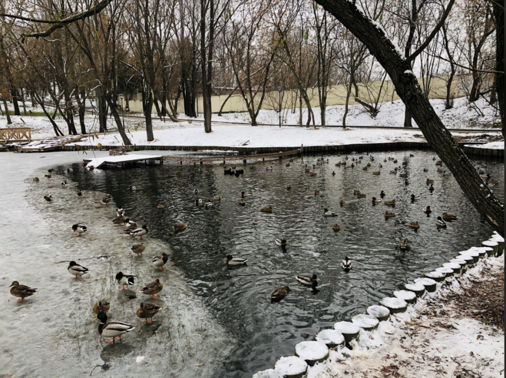 Фото дня: нашествие уток у акведука