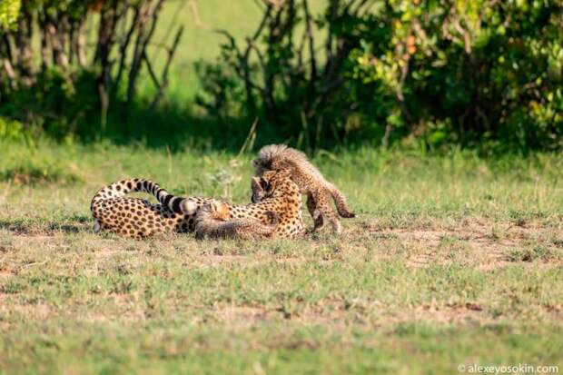 Самка гепарда родила семерых детёнышей в национальном парке Масаи-Мара