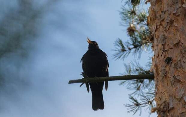 Неделя в Петербурге начнётся с мокрого снега и низкого давления