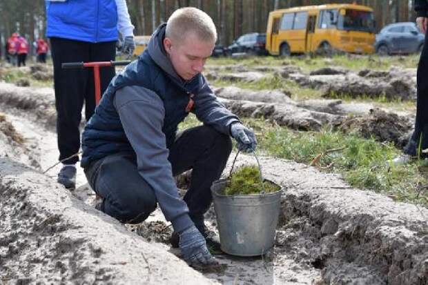 В Тамбовской области высадили 9 тысяч сосен в рамках акции "Сад памяти"