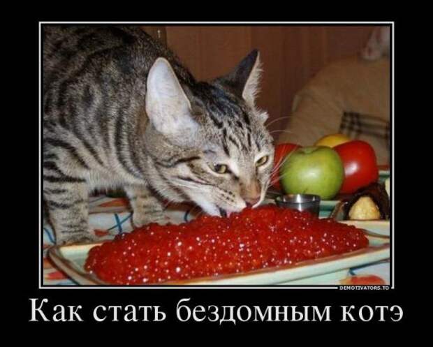 Немного новых демотиваторов