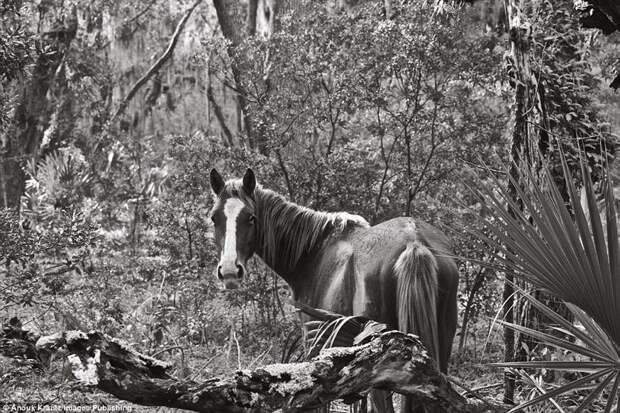 Дикие лошади острова Камберленд безлюдный, дикие, интересные факты, лошади, лошадь, остров, фотограф, черно-белая фотография