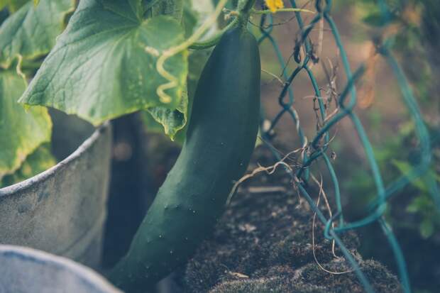 Как получить урожай огурцов больше, чем у соседа: достаточно соблюдать два простых правила