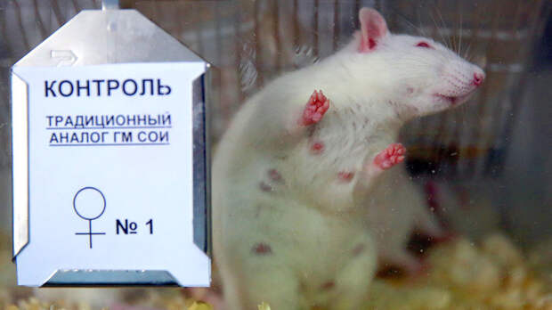 ГМО-провокация: Чиновники помогают США уничтожать наше сельское хозяйство