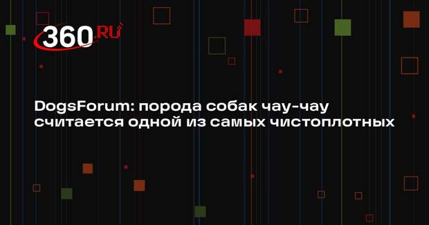 DogsForum: порода собак чау-чау считается одной из самых чистоплотных