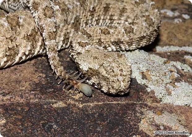 Ложнорогатая гадюка Pseudocerastes urarachnoides