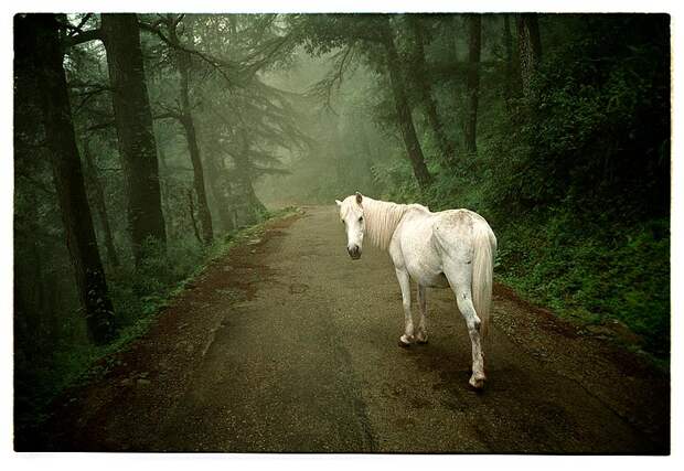 India, Dharamsala, 15-08-1996 Wit paard in mistig bos in de heuvels rondom McLeod Ganj, verblijfplaats van de Dalai Lama. Foto: Henk Braam/Hollandse Hoogte