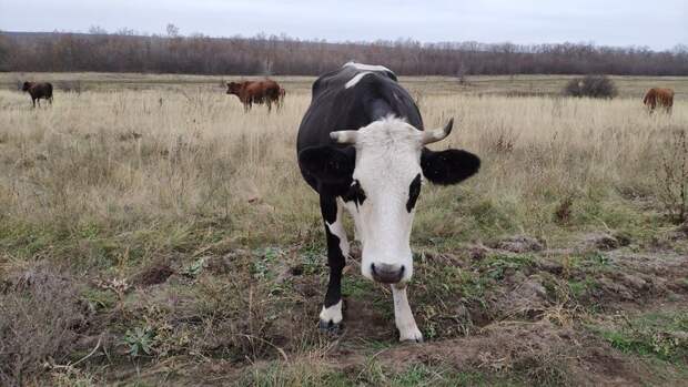 На Урале создадут «штрафстоянку» для безнадзорных коров