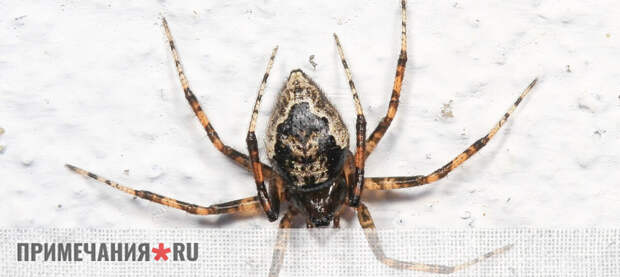В Крыму обнаружили два новых вида европейских пауков