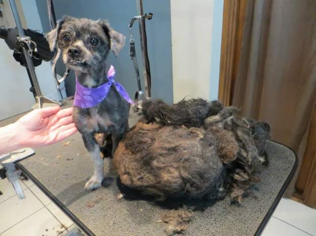 Trio Animal Foundation, Ellen dog, собака Эллен, до и после спасения