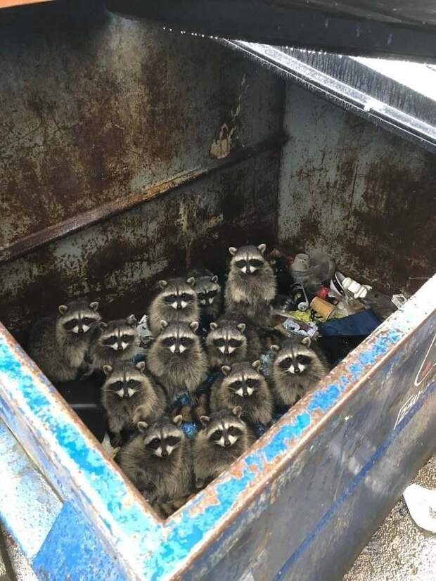 Чего принёс? Чего принёс?