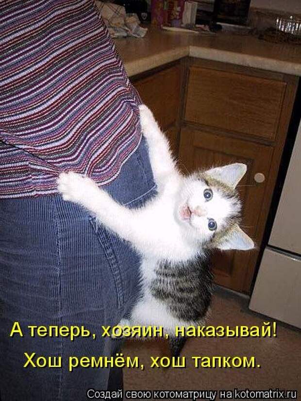 Лучшая котоматрица недели (35 фото)