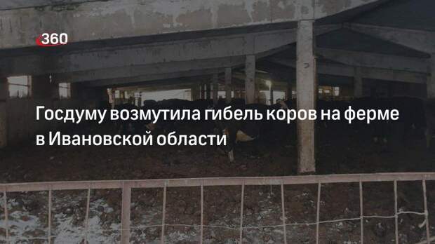 Депутат Бурматов: коров на ферме в Ивановской области обрекли на смерть, их надо спасать