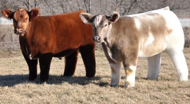 Плюшевая корова из Айовы - декоративная порода, пока непризнанная официально, но вызывающая неизменный восторг по всему миру буренки, животные, интересное, коровы, красота, породы