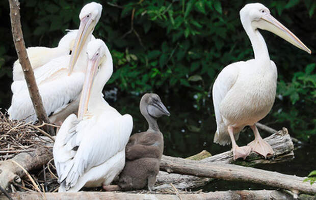 В Московском зоопарке родился птенец розового пеликана