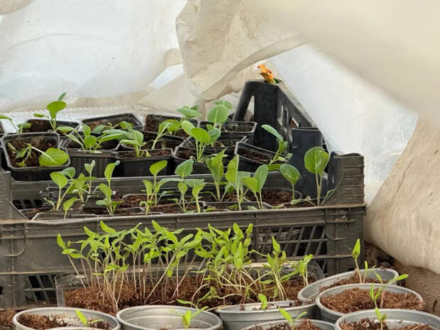 Не ждите мая: 8 культур, которые можно посеять в теплице в апреле — урожай получаем через месяц