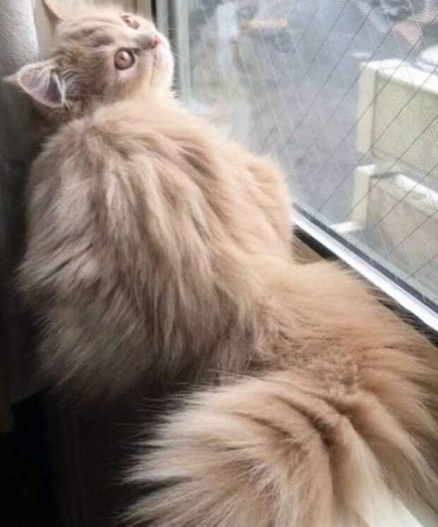 Кошка Белль с невероятно пушистым хвостом