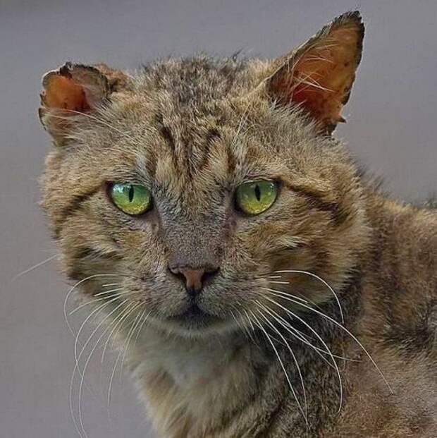 Боевые Коты... разное, животные