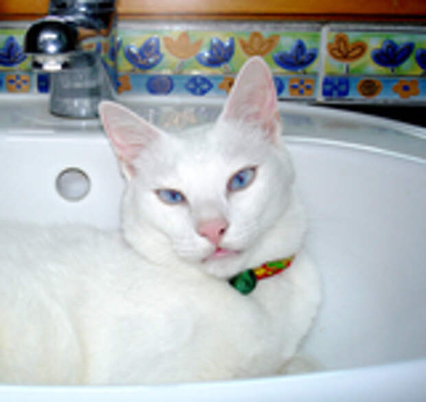 Khao Manee Information, Pictures of Khao Manees Catster
