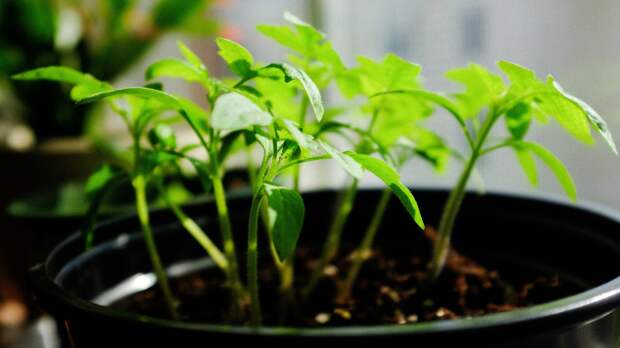 Как быстрее увидеть ростки перца: проверенные лайфхаки