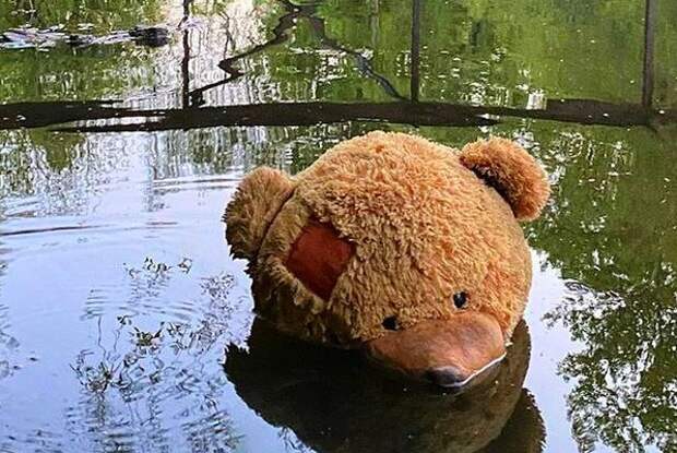 По реке плывёт медведь. Фото: страница "Тушино 20+" социальной сети "ВКонтакте"