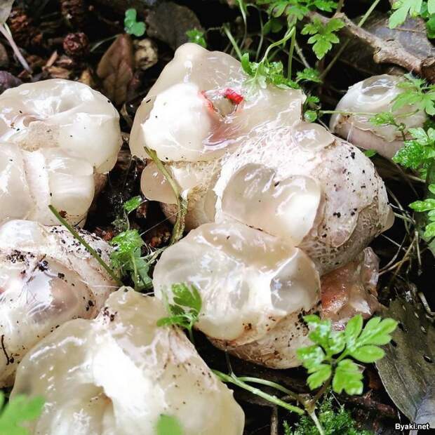 «Пальцы дьявола» — самый жуткий гриб в мире